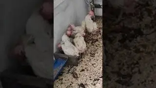 Несушки с птицефабрики 