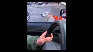Собака поводырь останавливает машины