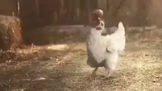 Chicken Juggles Egg Trending Viral Video. Watch chicken juggling an egg video. 🐔 🥚 💯