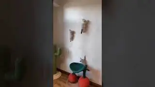 Baby kucing lagi asyik manja manja