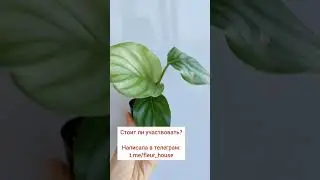 #калатея #ароидные #домашниерастения #орбифолия #уходзарастениями #комнатныерастения #домашниецветы