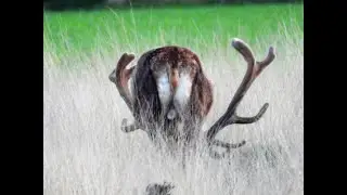 Grote groep edelherten (geweidragers) komen uit het bos het veld op.