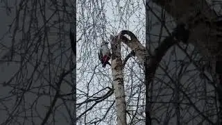Дятел долбит дупло