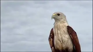 Super STRONG PREDATOR on AIR Real Eagle