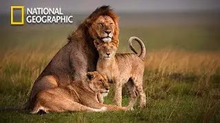 Wild Life - Lion Pride Documentary | National Geographic Documentary 2023