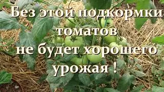 Что любят томаты в июне. Не пропустите эту подкормку!
