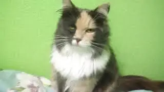 Я милая киса