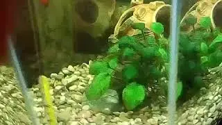 Отрывок из песни Rummstein- Amour