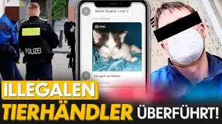 Tier-Handel undercover! Wie Verkäufer Katzenbabys missbrauchen