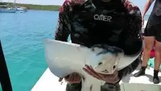 Culebra Turtle Conservation