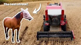 Wheat Harvest: The FINALE