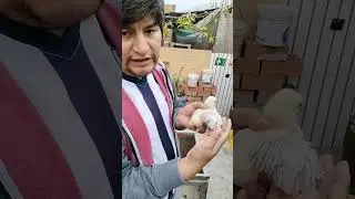 como saber si el pollitos es Hembra o Macho
