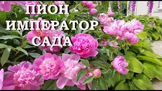ПИОН - император сада! Пионы в саду. Цветет пион, которому 45 лет!