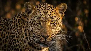 Leopard hunting