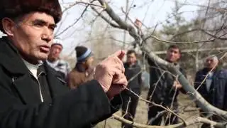 Олмага баҳорги шакл  бериш амалиёти