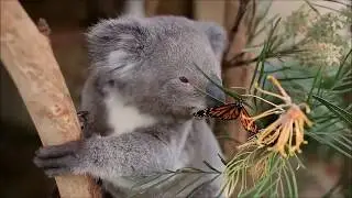 Ternura animal
