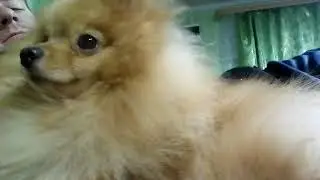 КРОШКА ПЁСИК СМОТРИТ ТЕЛЕВИЗОР И ЗАСЫПАЕТ