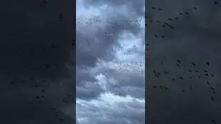 Snow Goose Hunting | Birds Working the Spread #hunting