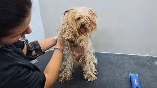 You Won’t Believe What This Yorkie Looked Like Before and After Grooming! 😍