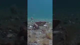 Crab Walking Along Sea Floor 🦀