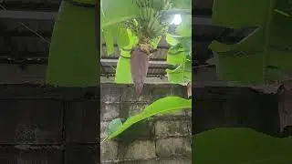 Quick update of my little garden at poly