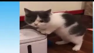 🐶🐶🐶Dogs -🐱🐱 Cats🐱🐱 - Funny Moments 2022 🐶🐶🐶🐶