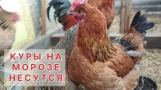 Куры на морозе / Выгул для кур / Курятник зимой / деревенская жизнь / на пенсии / молодая ферма