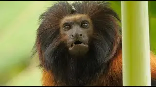 Black-Faced Lion Tamarin—Population Size Just 250 Individuals