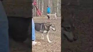 Так рос красавчик Выпускник питомника ТИМЕРТАШ ФАРХАН (Латвия) Сыночек АРЬИ и МАЙБАХА #puppy #собака