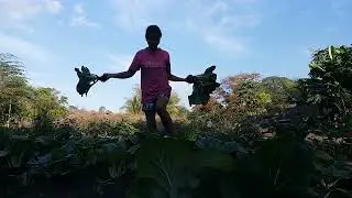 Harvesting Pechay #pechay #provincelife