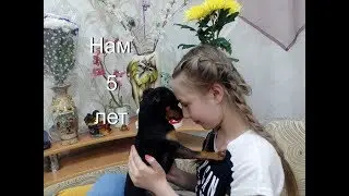 Нам 5 лет/У Тайсона день рождения/Подарки для собаки/Той - терьер Тайсон.