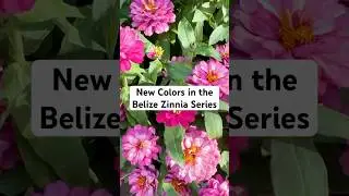 New Colors in the Belize Zinnia Series at Takii | California Spring Trials 2025