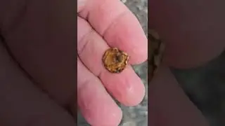 Без приборный коп в Ялте #900 #travel #коп2024 #эквинокс #история #travel #coin #metaldetecting