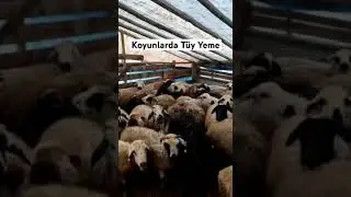 Koyunlarda Yün Yeme Problemi #hayvancılık #tarım #evcilhayvanlar #hayvansağlığı #çiftlikyaşamı
