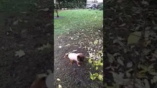 Брабансон Бруно себя выгуливает.🐶