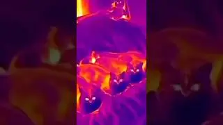 Как обнаружить ПУКАЮЩЕГО кота😳