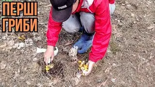 Нарешті дочекалися! Грибний сезон 2024 #гриби #будні #активнийвідпочинок