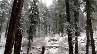 A day in the Life of Huskies in Big Bear Mountains
