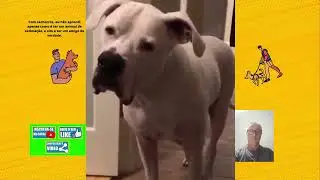 Video de animais e aves