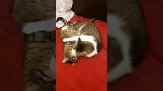 Любофф