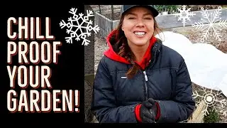 DO I NEED TO PROTECT MY SEEDLINGS FROM FROST?  How low can they go & how to protect them!