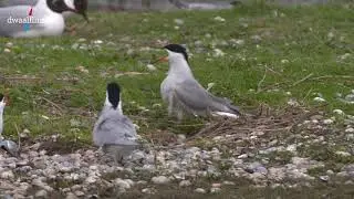 texel ottersaat visdiefjes op nest