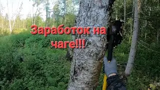 В тайгу на сбор чаги. Заработок на сборе чаги.