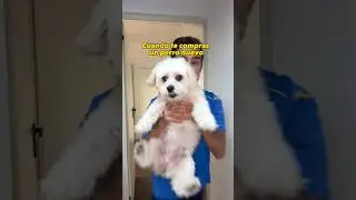 CUANDO TE COMPRAS UN PERRO NUEVO