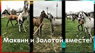Кони мои. Маквин и Золотой вместе!