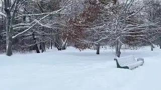 Снежный Петербург. Елагин остров