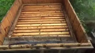 Повторный осмотр пчелинной семьи после выхода роя