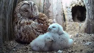 Tawny Owls So Caring With Long Awaited Chicks | Luna & Bomber | Wild Lives | Robert E Fuller