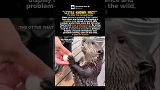 The Otter That Invented Money 
