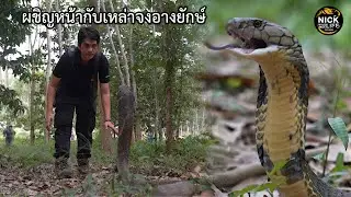 ลุยดิบ EP.138 ประมวลเหตุการณ์ เผชิญหน้ากับเหล่าจงอางยักษ์